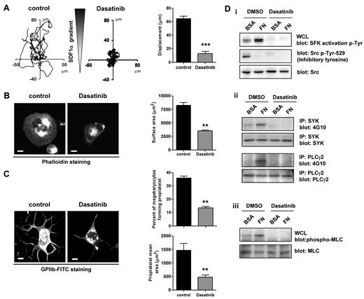 Figure 6. Dasatinib impairs MK migration in response to a SDF1α gradient, spreading, proplatelet formation, and integrin-induced tyrosine phosphorylation. (A) Purified BM-derived mature MKs adherent on a fibronectin (20 μg/mL)–coated coverslip were allowed to migrate toward a SDF1α gradient over 3 hours within the Dunn chamber in which the outer well contained SDF1α (300 ng/mL) and dasatinib (10μM), as described in “Methods.” The migration paths over 3 hours were traced. The intersection of the x and y axes was taken to be the starting point of each cell path, whereas the source of SDF1α was at the top. The net translocation distance (displacement from the start to the end point) of each cell in the absence or presence of dasatinib is represented; ***P < .005. (B) Purified BM-derived mature MKs were incubated in the presence or absence of 10μM dasatinib for 15 minutes at 37°C. MKs were plated on a fibronectin-coated surface for 3 hours at 37°C. Adherent MKs were fixed and permeabilized and actin fibers were stained with rhodamine-phalloidin. Representative images and surface area quantification from 4 independent experiments are shown (scale bar = 20 μm); **P < .01. (C) Purified BM-derived mature MKs were incubated in the presence or absence of 10μM dasatinib for 15 minutes at 37°C. MKs were plated on a fibrinogen-coated surface for 5 hours at 37°C, fixed, and labeled with an anti–mouse GPIIb-FITC antibody. Representative images, percentage of MKs forming proplatelets, and proplatelet mean area were quantified and data are presented as means ± SEM of 4 independent experiments; **P < .01. (D) Purified BM-derived mature MKs were preincubated for 15 minutes with 10μM dasatinib and plated on a fibronectin (FN)- or BSA-coated dish for 3 hours. (i) MKs were lysed and whole-cell lysates (WCL) were western blotted with SFK activation loop p-Tyr-418, Src inhibitory site p-Tyr-529, and pan Src antibodies. (ii) Syk and PLCγ2 were immunoprecipitated from equal amounts of whole-cell lysates and blotted with an anti-phosphotyrosine antibody. Membranes were subsequently stripped and reblotted with anti-Syk and anti-PLCγ2 antibodies. (iii) MKs were lysed and whole cell lysates were western blotted with MLC-P and MLC antibodies. Western blots are representative of 3 independent experiments.