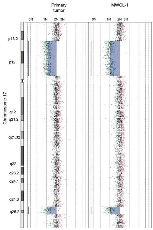 Figure 5. Primary WM tumor and MWCL-1 cell line share common chromosome CNAs. Whole chromosome plot of chromosome 17 is shown for the original WM patient sample and the established MWCL-1 cell line at 6 months, illustrating the interstitial losses in 17p13-p13.2 and 17q25.1-q25.3. The predicted number of copies of each gene is indicated on the top of each panel.