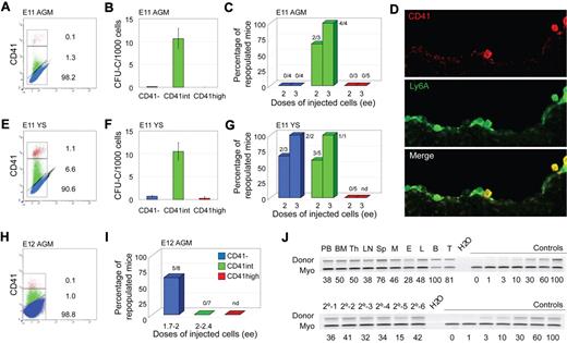 Figure 1. Phenotypic and functional analyses of CD41-sorted cell fractions of E11 and E12 embryonic tissues. (A-D,J) E11 AGM, (H,I) E12 AGM, and (E-G) E11 YS. (A,E,H) Flow cytometric analysis of E11 AGM, E11 YS, and E12 AGM, respectively. Representative sorting gates (red represents CD41high; green, CD41int; and blue, CD41−). The percentage of cells in each fraction is indicated. (B,F) In vitro colony-forming unit in culture (CFU-C) analyses show the number of total hematopoietic progenitors per 1000 cells in each CD41-sorted fraction of E11 AGM and E11 YS cells. Each sample was analyzed in triplicate for each dilution. n = 4 for E11 AGM, and n = 2 for E11 YS. (C,G,I) In vivo hematopoietic repopulation analysis of CD41-sorted fractions of E11 AGM, E11 YS, and E12 AGM 4 months after transplantation. Percentage of repopulated mice showing greater than 10% donor chimerism in peripheral blood is shown. Numbers above columns indicate the number of mice repopulated/number of mice transplanted. Dose of injected cells is indicated as embryo equivalents (ee). n = 3 for E11 AGM, n = 4 for E11 YS, and n = 2 for E12 AGM. nd indicates not done. (D) CD41 immunostaining of E11 Ly6A GFP embryo section showing the ventral wall of the aorta. (Top panel) Red fluorescent CD41 expression in hematopoietic cells. (Middle panel) Green fluorescent Ly6A GFP expression in hematopoietic cells and some endothelial cells. (Bottom panel) Merged fluorescence. Yellow represents overlap of CD41 and Ly6A GFP expression in hematopoietic cells closely associated with the aortic endothelium. Image acquisition was from LSM510NLO/FCS confocal microscope (Carl Zeiss BV) with 40×/1.3 NA water objective and Vectashield medium (Vector Laboratories). LSM image software was used (Carl Ziess BV). (J) Representative semiquantitative PCR analysis of hematopoietic tissue DNA from (upper panel) a primary recipient injected with 3 ee of E11 AGM CD41int cells and (lower panel) peripheral blood DNA from 6 secondary recipients injected with BM cells from the primary recipient 4 months after transplantation. Donor indicates the human β-globin PCR fragment, and Myo indicates the myogenin DNA normalization control PCR fragment. DNA dilution controls (0%-100%) were used to quantitate percentages of donor chimerism that are indicated below each lane. PB indicates peripheral blood; Th, thymus; LN, lymph node; Sp, spleen; M, myeloid (sorted cells from BM); E, erythroid (sorted from BM); L, lymphoid (sorted from BM); B, B lymphoid (sorted from spleen); and T, T lymphoid (sorted from spleen).