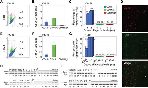 Figure 2. Phenotypic and functional analyses of CD41-sorted cell fractions of embryonic HSC reservoirs. E12 placenta (A-C,H) and E11/E14 liver (D-G,I). (A,E) Flow cytometric analysis of E12 placenta and E14 fetal liver (FL) showing representative sorting gates (red represents CD41high; green, CD41int; and blue, CD41−) and percentages of cells in each fraction. (B,F) In vitro colony-forming unit in culture (CFU-C) analyses showing the total number of hematopoietic progenitors per 1000 cells in each CD41-sorted fraction of E12 placenta and E14 FL cells. Each sample was analyzed in triplicate for each dilution. n = 2 for E12 placenta, and n = 3 for E14 FL. (C,G) In vivo hematopoietic repopulation analysis of CD41-sorted fractions of E12 placenta and E14 FL 4 months after transplantation. Percentage of repopulated mice showing greater than 10% donor chimerism in peripheral blood is shown. Numbers above columns indicate the number of mice repopulated/number of mice transplanted. Dose of injected cells is indicated as embryo equivalents (ee). n = 5 for E12 placenta, and n = 3 for E14 FL. (D) CD41 immunostaining of E11 Ly6A GFP embryo section showing the liver. (Top panel) Red fluorescent CD41 expression in hematopoietic cells. (Middle panel) Green fluorescent Ly6A GFP expression in hematopoietic cells. (Bottom panel) Merged fluorescence. The lack of yellow fluorescence indicates no coexpression of CD41 and Ly6A in liver hematopoietic cells. Image acquisition was from LSM510NLO/FCS confocal microscope (Carl Zeiss BV) with 40×/1.3 NA water objective and Vectashield medium (Vector Laboratories). LSM image software was used (Carl Ziess BV). (H-I) Representative semiquantitative PCR analysis of hematopoietic tissue DNA 4 months after transplantation from (H upper panel) a primary recipient injected with 2 ee of E12 placenta CD41− cells or (I upper panel) 0.1 ee of E14 FL. Representative semiquantitative PCR analysis of peripheral blood DNA from 6 secondary recipients injected with BM cells from the primary E12 placenta CD41− recipient (H lower panel) and 5 recipients injected with BM cells from the primary E14 FL CD41− recipient (I lower panel). Donor indicates the human β-globin PCR fragment, and Myo indicates the myogenin DNA normalization control PCR fragment. DNA dilution controls (0%-100%) were used to quantitate percentages of donor chimerism that are indicated below each lane. PB indicates peripheral blood; Th, thymus; LN, lymph node; Sp, spleen; M, myeloid (sorted from BM); E, erythroid (sorted from BM); L, lymphoid (sorted from BM); B, B lymphoid (sorted from spleen); and T, T lymphoid (sorted from spleen).