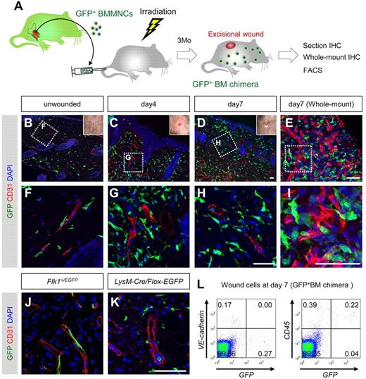 Figure 1. BMDCs do not differentiate into endothelial cells in dorsal excisional wounds. (A) The procedure for the dorsal excisional wound model combined with the GFP-bone marrow chimeric experiment. (B-H) Sectional immunohistochemistry for indicated antibodies. Grids in panels B through D indicate the fields in panels F through H, respectively. None of the CD31+ vascular endothelium is stained for GFP. (E,I) Whole-mount immunohistochemistry for indicated antibodies. A grid in panel E indicates the field in panel I. (J-K) Sectional immunohistochemistry for the tissues 7 days after wounding in Flk-1+/EGFP mice (J) or LysM-Cre/Flox-CAT-EGFP mice (K). GFP was detected only in endothelial cells of Flk-1+/EGFP mice and myeloid cells of LysM-Cre/Flox-CAT-EGFP mice. (L) FACS analysis for dissociated cells in wound tissues (day 7) of mice reconstituted with GFP+ bone marrow cells. None of GFP+ cells is positive for vascular endothelial-cadherin, and most GFP+ cells are positive for CD45. Bars represent 50 μm.