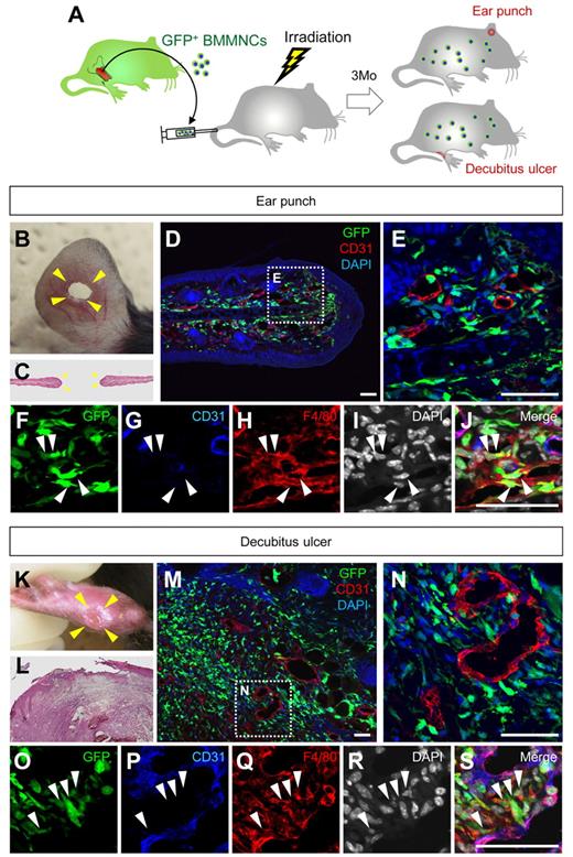 Figure 3. BMDCs do not differentiate into endothelial cells in ear punch wounds and decubitus ulcers. (A) The procedure for the ear punch wound model or the decubitus ulcer model combined with the GFP-bone marrow chimeric experiment. (B-S) Macroscopic views (hematoxylin and eosin staining) or sectional immunohistochemistry for indicated antibodies. Grids in panels D and M indicate the fields in panels F-J and panels O-S, respectively. GFP+ cells that accumulated in the granulation tissues are mostly F4/80+ macrophages (arrowheads). Bars represent 50 μm.