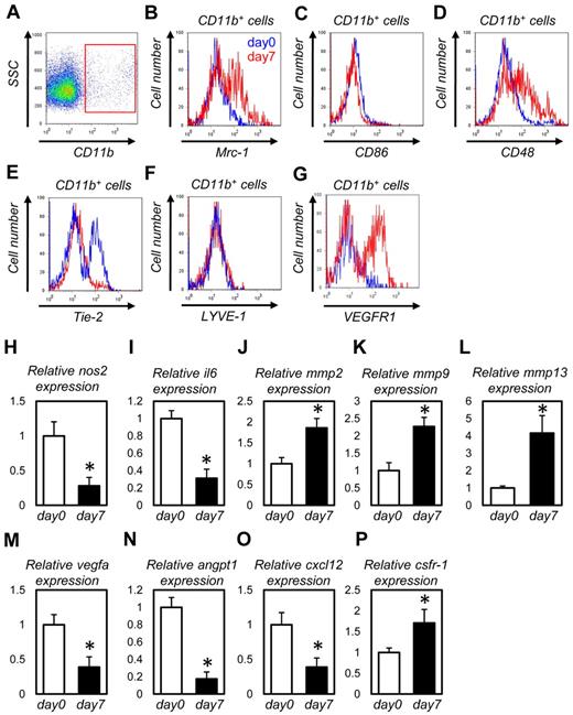 Figure 4. Macrophages recruited into the wound tissues possess M2-polarized properties and express abundant MMPs. (A-H) FACS analysis for CD11b+ cells from unwounded tissues (blue lines) or dorsal excisional wounds at day 7 (red lines). Macrophages in wound tissues showed higher expression of Mrc1 (B), CD48 (D), and VEGFR1 (G) and lower expression of CD86 (C) and Tie-2 (E). (I-Q) Quantitative PCR analysis for CD11b+ cells from unwounded tissues (day 0) or dorsal excisional wounds at day 7 (n = 4). Macrophages in wound tissues showed higher expression of mmp2 (J), mmp9 (K), mmp13 (L), and csfr-1 (P) and lower expression of nos2 (H), il6 (I), vegfa (M), angpt1 (N), and cxcl-12 (O). *P < .05.