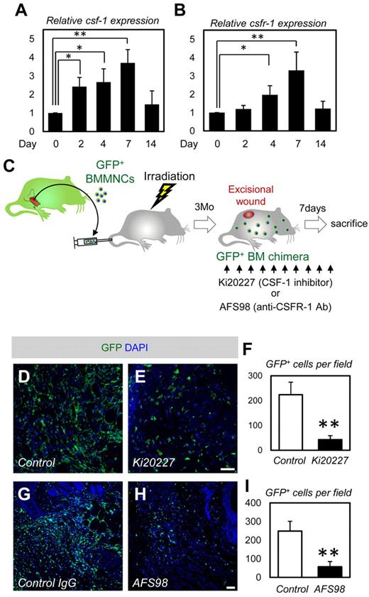 Figure 5. CSF-1 inhibition mostly depletes BMDCs in wound healing. (A-B) Quantitative PCR analysis for csf-1 and csfr-1 (n = 4). (C) The procedure for CSF-1 inhibition combined with the dorsal excisional wound model and the GFP-BM chimeric experiment. (D-E) Immunohistochemistry for dorsal skin wounds of PBS- or Ki20227-injected GFP-BM chimeric mice. Ki20227 treatment depleted a large number of GFP+ BMDCs in the wound site. (F) Quantification of the GFP+ cells (n = 3). (G-H) Immunohistochemistry for dorsal skin wounds of control IgGs- or AFS98-injected GFP-BM chimeric mice. AFS98 treatment depleted a large number of GFP+ BMDCs in the wound site. (I) Quantification of the GFP+ cells (n = 3). Bars represent 100 μm. *P < .05, **P < .01.