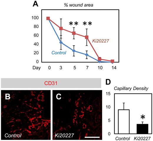 Figure 7. Delayed wound healing in Ki20227-treated mice. (A) Percentage wound closure of dorsal excisional wounds (n = 6). (B-C) Immunohistochemistry of CD31 in the healing edges at 7 days after wounding. Neovascularization is decreased in the wound area of Ki20227-treated mice compared with that of vehicle-treated mice. (D) Quantification in the capillary density in the healing edges 7 days after wounding (n = 6). Bar represents 50 μm. *P < .05. **P < .01.