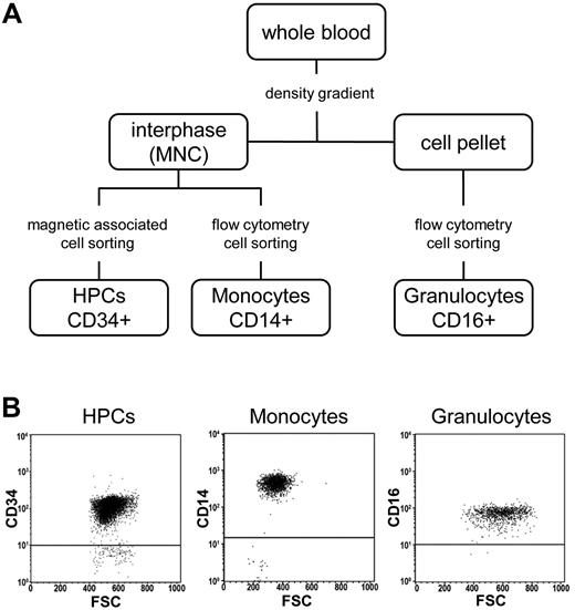 Figure 1. Isolation of primary cell samples. (A) Flow chart showing the isolation strategy for CD34+ HPCs, CD14+ monocytes, and CD16+ granulocytes. (B) Flow cytometric dot plots showing the purity of cell populations. MNC indicates mononuclear cells; FSC, forward scatter.