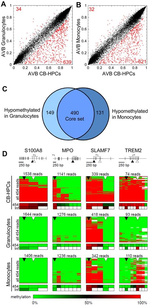 Figure 3. Analysis of differentiation-dependent methylation changes in CB-HPCs. Comparison of genomic DNA methylation profiles of granulocytes (A) and monocytes (B) with those of CB-HPCs. Red dots indicate differentially methylated sites. (C) Venn diagram showing an overlapping set of 490 hypomethylated CpG dinucleotides (core set). (D) Validation of selected markers by 454 bisulfite sequencing. Schematic outline of validation genes. Gray lines represent the sequenced regions, arrows indicate transcriptional start sites, vertical lines represent individual CpG dinucleotides, and triangles indicate CpG markers interrogated on the array. Sequencing results are shown as heatmaps in which each row represents one sequence read. Individual red boxes indicate methylated and green boxes indicate unmethylated CpG dinucleotides. Sequencing gaps are shown in white. Panels below heatmaps summarize the results from 454 bisulfite sequencing (454) and from the array-based methylation analysis (Inf). Sequencing coverage ranged from 74 to 1644 reads, as indicated.