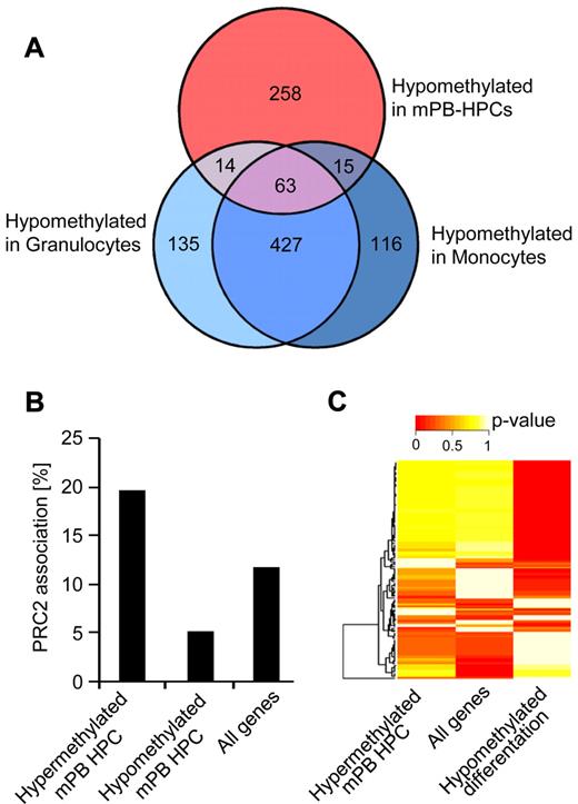 Figure 6. Mechanisms regulating age-related methylation changes. (A) Venn diagram showing overlapping hypomethylated markers in granulocytes, monocytes, and mPB-HPCs. (B) Correlation of genes showing age-related methylation changes with known PRC2 targets. (C) Transcription factor binding motif analysis of hypermethylated promoters in mPB-HPCs was performed as in Figure 4D and compared with the hypomethylated core dataset of differentiated myeloid cell populations (Figure 4D). A substantial difference in the transcription factor binding profiles for differentiation- and age-related methylation changes was observed.