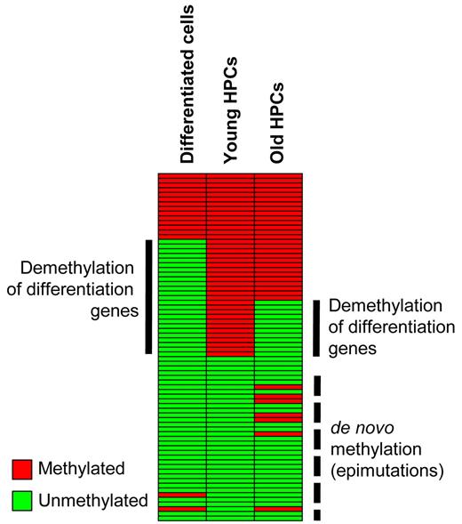 Figure 7. Schematic representation of DNA methylation changes during differentiation and aging. Promoter DNA methylation of a set of myeloid-specific differentiation genes in hematopoietic progenitor cells is lost during myeloid differentiation. A similar, albeit reduced, effect is also observed during HPC aging, in addition to de novo methylation. Both changes might contribute to the reduced phenotypic plasticity of aged hematopoietic progenitor cells.