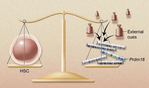 Prdm16 is one of a handful of genes that are known to be required for the maintenance and integrity of hematopoietic stem cells. Other genes include Bmi1, Evi1, Pbx1, Gfi1, and the FoxO transcription factors. The balanced activity of these nuclear factors preserves the stem cell state but is constantly challenged by external cues and stress from the environment. Professional illustration by Alice Chen.