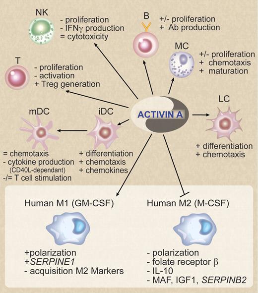 Schematic representation of the pleiotropic effects of Activin A on immune cells. At the bottom of the figure (in the box) the data on macrophage polarization reported by Sierra-Filardi et al are summarized.1 LC indicates Langerhans cells; iDC, immature dendritic cells; mDC, mature dendritic cells; MC, mast cells; +, stimulation; −, inhibition; and =, no effect. Professional illustration by Debra Dartez.