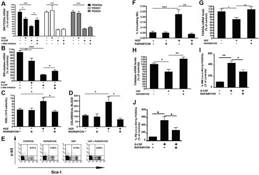 Figure 5. ROS are produced by c-Met by mTOR-mediated inhibition of FOXO3a. (A) Mice were injected with HGF or with G-CSF with vehicle or with PHA, and the BM transcriptional levels of FOXO3a, FOXO1, and FOXO4 mRNA were determined. (B) Catalase mRNA levels in the BM of mice receiving HGF or G-CSF or G-CSF and c-Met inhibitor. (C-H) Mice were injected with rapamycin or HGF alone or in combination with rapamycin. The levels of circulating leukocytes (C), progenitors (D), and primitive SKL cells (E-F) were evaluated. (G) BM FOXO3a and (H) catalase transcriptional levels in the BM of control mice or mice injected with HGF with or without rapamycin. Values represent the mean ± SE of ≥ 3 independent experiments, 6 mice in each group. (I-J) Percentage of Lin−/c-kit+/phosphor-Thr32-FOXO3a+ cells in the BM (I) and peripheral blood (J) after treatment with G-CSF alone or in combination with rapamycin. ** P < .001; * P < .05.