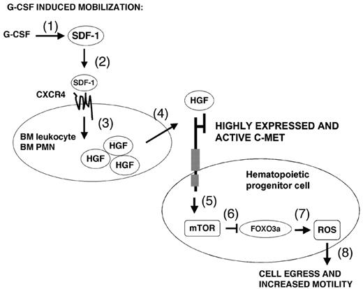 Figure 6. Scheme of the proposed model. G-CSF administration causes a transient up-regulation of SDF-1,4 (1) which activates CXCR4 signaling (2) crucial for promoting stem cell egress.2,4,20,21 CXCR4/SDF-1 activation leads to an up-regulation of HGF in BM PMN cells. (3) HGF subsequently binds to c-Met and thus promotes its activation. (4) c-Met in turn induces mTOR signaling, (5) which represses FOXO3a. (6) Subsequently, FOXO3a inhibition causes increased ROS production (7); this signaling cascade ultimately promotes hematopoietic stem and progenitor cell egress out of the BM reservoir (8).