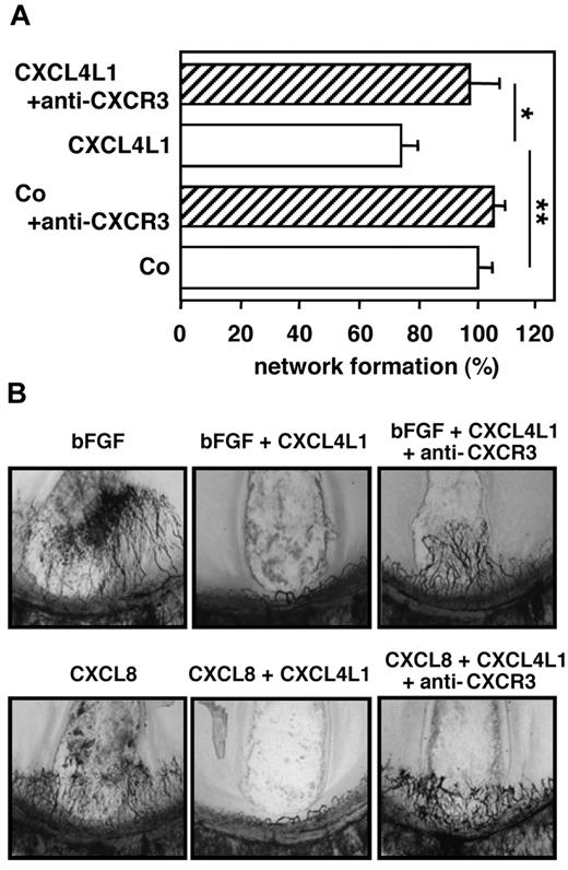Figure 1. The in vitro and in vivo angiostatic activity of human CXCL4L1 is CXCR3-dependent. HMVECs-d (A) were seeded in 48-well plates on Matrigel in the presence of 100 ng/mL CXCL4L1 and neutralizing monoclonal anti-CXCR3 Ab (2.5 μg/mL, clone 49 801; R&D Systems). After 12 hours, rearrangement of the endothelial cells into tubular structures was evaluated by microscopy. The total length of tubes in each well was determined, and results are expressed as the percentage inhibition of tube formation compared with control cultures stimulated with growth medium alone. Results (mean ± SEM of 5 independent experiments performed in duplicate or triplicate) were analyzed by the Mann Whitney test to detect differences between 2 conditions (*P < .05, **P < .005). Neovascularization (B) was evaluated after implantation of Hydron pellets containing 50 ng bFGF, 80 ng CXCL8, 80 ng CXCL4L1 plus 50 ng bFGF, or 80 ng CXCL4L1 plus 80 ng CXCL8, respectively, in rat corneas in the absence or presence of anti-CXCR3 Ab. Panels are at 40× magnification.