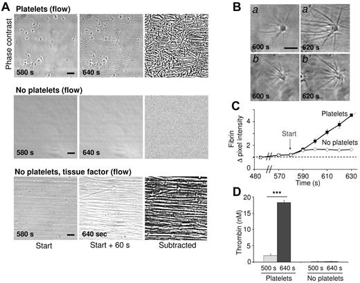 Figure 1. Platelet-dependent fibrin formation under flow. Coverslips with or without adhered platelets were perfused with pooled plasma under recalcification at a low shear rate of 250 s−1. (A) Representative phase-contrast images taken at 580-640 seconds after start (ie, during the first minute of fibrin formation). Image recording with a Nikon Diaphot 200 microscope as described in “Methods.” Right panels show differential, subtracted images (bars, 10 μm). Note the parallel fibrin fibers in the direction of flow on perfusion with tissue factor (1pM). (B) High magnification images of star-like fibrin fibers on platelets. (C) Quantification of fibrin fibers from subtracted images. Increases in mean pixel intensity are shown. (D) Thrombin activity in plasma samples collected from the flow chamber outlet. Means ± SE (n = 3-4 experiments); ***P < .001 vs control.