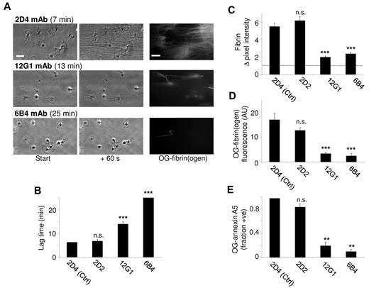Figure 4. Role of platelet GpIb-V-IX in fibrin formation under flow. Platelets were superfused with plasma at 250 s−1 in the presence (10 μg/mL) of isotype control mAb 2D4 or one of the following anti-GpIbα mAbs: 2D2 (block of thrombin binding site), 12G1 (block of shear-induced VWF binding) or 6B4 (block of shear- and ristocetin-induced VWF binding). (A) Representative microscopic images (Nikon Diaphot 200 microscope, see “Methods”) were taken at 0-60 seconds after start of fibrin formation: phase contrast and OG488-fibrin(ogen) (bars, 10 micron). (B) Lag time to start of fibrin formation. (C) Quantification of fibrin formation from subtracted images (60 seconds). (D) Staining with OG488-fibrin(ogen). (E) Fractions of platelets positive for OG488–annexin A5. Means ± SE; n = 3-4; ***P < .001 vs control mAb.