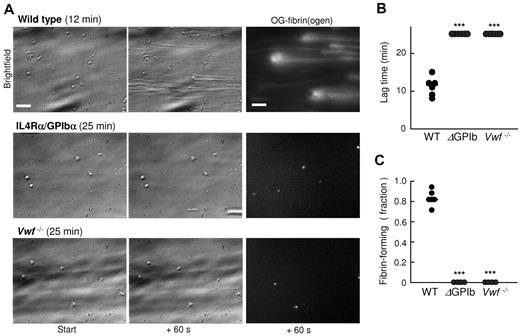 Figure 6. Roles of murine GpIb-V-IX and VWF on platelet-dependent fibrin formation under flow. Adhered platelets from wild-type (WT) mice, transgenic mice lacking the extracellular domain of GpIbα (IL4Rα/GpIbα), or mice deficient in VWF were superfused with autologous plasma at a shear rate of 250 s−1. (A) Representative bright-field images (bars, 20 μm) after 0-60 seconds of fibrin formation, as well as images of OG488-fibrin(ogen). Images were recorded as described.31 (B) Lag time to start of fibrin formation. (C) Fractions of fibrin-forming platelets during 25 minutes perfusion. Means ± SE; n = 4-6 mice; ***P < .001 vs WT.