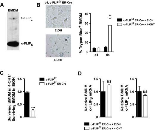 Figure 1. c-FLIP is required for macrophage survival. (A) Expression of c-FLIPL and c-FLIPS isoforms in wild-type BMDM as determined by Western blot. (B,C) Macrophage death after in vitro deletion of c-FLIP. (B) BMDM from c-FLIPf/f ER-Cre mice were cultured with ethanol EtOH or 4-hydroxytamoxifen (4-OHT) for 4 days. The frequency of dead cells after deletion of c-FLIP was quantified by staining with trypan blue. Cells were imaged in complete RPMI using a Zeiss Axovert 200 (20×/0.30 NA objective lens). Images were obtained using an AxioCam MRC camera and AxioVision Rel. 4.8 software. Black bars represent c-FLIPf/f ER-Cre cells treated with EtOH and white bars represent c-FLIPf/f ER-Cre cells treated with 4-OHT. (Triplicate values from a single experiment; **P < .01) (C) BMDM from c-FLIPf/f or c-FLIPf/f ER-Cre mice were cultured with EtOH or 4-OHT for 4 days. The number of live cells remaining after deletion of c-FLIP was quantified by trypan blue exclusion. Black bars represent c-FLIPf/f cells and white bars represent c-FLIPf/f ER-Cre cells. Triplicate values from a single experiment; ***P < .001. (D) Relative expression levels of c-FLIPS and c-FLIPL mRNA in surviving c-FLIPf/f ER-Cre BMDM after treatment with 4-OHT. Expression levels were quantified by real-time PCR using Cyclophilin A as an internal control. Black bars represent c-FLIPf/f ER-Cre cells treated with EtOH and white bars represent c-FLIPf/f ER-Cre cells treated with 4-OHT. Triplicate values from a single experiment (**P < .01; ***P < .001; error bars represent standard deviations; NS, not significant).