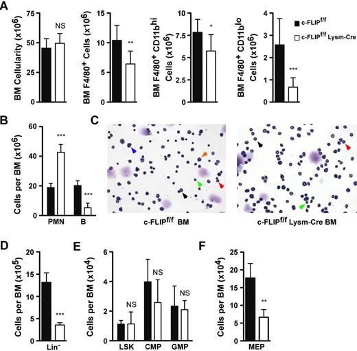 Figure 3. Bone marrow stromal macrophages are lost and hematopoiesis is altered in c-FLIPf/f LysM-Cre mice. (A) Total bone marrow cellularity and absolute numbers of F4/80+, F4/80+ CD11bhi, and F4/80+ CD11blo bone marrow macrophage populations as determined by flow cytometry. Data were obtained in 6 independent experiments (n = 7-11; NS, not significant; *P < .05; **P < .01; ***P < .001). (B) Absolute numbers of B220+ B cells and CD11b+ Gr1+ neutrophils in bone marrow of c-FLIPf/f and c-FLIPf/f LysM-Cre mice as determined by flow cytometry. Data were obtained in 3 independent experiments (n = 4-7; ***P < .001). (C) Representative bone marrow cytospins from c-FLIPf/f (left) and c-FLIPf/f LysM-Cre (right) mice showing immature (black arrowheads) and mature neutrophils (red arrowheads), lymphocytes (green arrowheads), monocytes (orange arrowhead), and macrophages (blue arrowhead). Original magnification 200×. Images were obtained using a Zeiss Axiovert 200 (20×/0.30 NA objective lens) with an AxioCam MRC camera and AxioVision Rel 4.8 software. (D-F) Absolute numbers of progenitor cells in bone marrow as determined by flow cytometry. Data were obtained in 2 independent experiments. n = 4; NS, not significant; **P < .01; ***P < .001. (D) Absolute numbers of Lin− (CD3ϵ−CD4−CD8−CD11b−B220−) cells. (E) Absolute numbers of LSK (Lin−Sca-1+c-Kit+) cells, CMP (Lin−c-Kit+Sca-1− CD34+ FcγRlo), and GMP (Lin−c-Kit+Sca-1− CD34+ FcγRhi) populations. (F) Absolute numbers of MEP (Lin−c-Kit+Sca-1− CD34− FcγRlo) cells. In all panels, black bars represent c-FLIPf/f mice and white bars represent c-FLIPf/f LysM-Cre mice. *P < .05; **P< .01; ***P < .001. All error bars represent standard deviations.