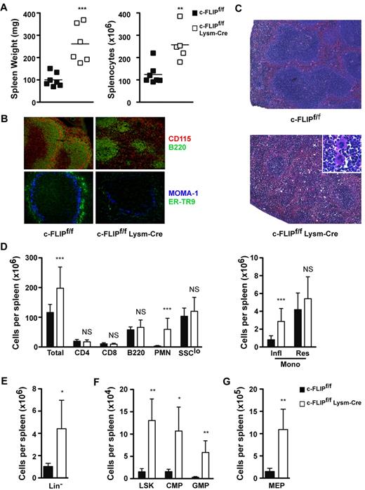 Figure 4. c-FLIPf/f LysM-Cre mice lack marginal zone macrophages and have splenomegaly and splenic extramedullary hematopoiesis. (A) Spleen weight (left) and cellularity of spleens lysed of red blood cells (right) in c-FLIPf/f and c-FLIPf/f LysM-Cre mice. Black boxes represent c-FLIPf/f mice and white boxes represent c-FLIPf/f LysM-Cre mice. Data were obtained in 5 independent experiments (spleen weights) or 7 independent experiments (splenic cellularity). **P < .01; ***P < .001. (B) Loss of CD115+ ER-TR9+ marginal zone macrophages but not MOMA-1+ metallophilic macrophages as observed by immunofluorescent staining. Frozen spleen sections from c-FLIPf/f (left) and c-FLIPf/f LysM-Cre (right) mice were stained for CD115 (red) and B220 (green; top), or MOMA-1 (blue) and ER-TR9 (green; bottom). Original magnifications 100× (top), 200× (bottom). Images were obtained using a Zeiss Axiovert 200M (10×/0.30 NA objective lens, top; 20×/0.75 NA objective lens, bottom) with an AxioCam MRm camera and AxioVision Rel. 4.8 software. (C) Images of paraffin-embedded spleen sections from c-FLIPf/f and c-FLIPf/f LysM-Cre mice stained with H&E. Original magnification 100×. Inset, image showing megakaryocytes in the spleen of a c-FLIPf/f LysM-Cre mouse. Original magnification 400×. Images were obtained using a Zeiss Axiovert 200 (10×/0.25 NA objective lens or 40×/0.50 NA objective lens, inset) with an AxioCam MRC camera and AxioVision Rel. 4.8 software. (D) Absolute numbers of CD4+ or CD8+ T cells, B220+ B cells, CD11b+ Ly6Cint neutrophils, and total SSClo cells (left) or SSClo CD11b+ Ly6Chi inflammatory monocytes and SSClo CD11b+ Ly6Clo resident monocytes (right) in c-FLIPf/f and c-FLIPf/f LysM-Cre spleens as determined by flow cytometry. Data were obtained in 4-7 independent experiments (T cells, 5 experiments; B cells, 4 experiments; neutrophils and monocytes, 6 experiments, and SSClo cells, 7 experiments). n = 7-14; NS, not significant; ***P < .001. (E-G) Absolute numbers of progenitor cells in spleen as determined by flow cytometry. Data were obtained in 2 independent experiments. n = 4; *P < .05; **P < .01. (E) Absolute numbers of Lin− (CD3ϵ−CD4−CD8−CD11b−B220−) cells. (F) Absolute numbers of LSK (Lin−Sca-1+c-Kit+) cells, CMP (Lin−c-Kit+Sca-1− CD34+ FcγRlo), and GMP (Lin−c-Kit+Sca-1− CD34+ FcγRhi) populations. (G) Absolute numbers of MEP (Lin− c-Kit+ Sca-1− CD34− FcγRlo) cells. In all panels, black bars represent c-FLIPf/f mice and white bars represent c-FLIPf/f LysM-Cre mice. *P < .05; **P < .01; ***P < .001. Error bars represent standard deviations.