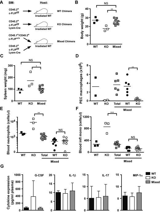 Figure 7. Neutrophilia, splenomegaly, decreased body size, and increased G-CSF production are secondary to the loss of macrophages in c-FLIPf/f LysM-Cre mice. (A) c-FLIPf/f recipient mice were lethally irradiated before transfer of congenically marked bone marrow. Transferred bone marrow was either c-FLIPf/f, c-FLIPf/f LysM-Cre, or a 1:1 mixture of c-FLIPf/f and c-FLIPf/f LysM-Cre. (B-G) Posttransfer analysis of bone marrow chimeric mice. Wild-type (WT) chimeric mice are represented by black boxes, knock-out (KO) chimeric mice are represented by white boxes, and mixed chimeric mice are represented by gray boxes. In mixed chimeric mice, cells of WT donor origin are represented by black boxes and cells of KO donor origin are represented by white boxes. Data in B-F were obtained in a single experiment (NS, not significant; *P < .05; **P < .01; ***P < .001). (B) Absolute numbers of thioglycollate-elicited PEC macrophages. Recipient mice were injected intaperitoneally with thioglycollate. PEC samples were harvested 3 days after injection, and differential counts were performed on cytospins. (C) Absolute numbers of neutrophils in peripheral blood of recipient mice as determined by flow cytometry. (D) Absolute numbers of inflammatory monocytes in peripheral blood of recipient mice as determined by flow cytometry. (E) Body weight of recipient mice 17 weeks after transfer. (F) Spleen weight of recipient mice 17 weeks after transfer. (G) Cytokine levels in plasma of recipient mice 2 weeks after transfer. Data were obtained in a single experiment. (n = 4-5). *P < .05; **P < .01; ***P < .001. All error bars represent standard deviations.