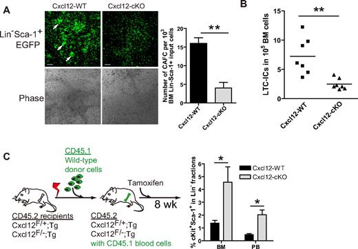 Figure 3. Cxcl12 acts as an environmental factor regulating the HSPC homeostasis. (A) Representative figures of cobblestone area formation cells (CAFCs) (arrow) derived from Cxcl12-proficient EGFP+Lin−Sca-1+ BM cells cultured on either Cxcl12-WT or Cxcl12-cKO stromal layer. Scale bar = 100 μm. Right panel is the statistics of CAFCs readout per 2 × 103 input cells per well (mean ± SEM; **P < .005; n = 3). (B) LTC-IC assay in which equal numbers of Cxcl12-proficient BM test cells were seeded on either Cxcl12-WT or Cxcl12-cKO stromal cell layers. The horizontal bars indicate the mean percentage (**P < .005; n = 7). (C) Left panel is the schematic drawing of experimental strategy. The bar graph on the right panel shows the percentage of CD45.1+cKit+Sca-1+ cells in Lin− fraction in recipients' BM and PB (mean ± SEM; *P < .05; n = 4).