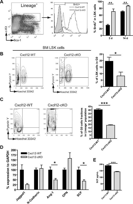 Figure 4. Loss of Cxcl12 leads to increased G0-to-G1 cell-cycle entry and cell proliferation of HSPC. (A) LSK cell proliferation was tested by BrdU incorporation for 3 and 14 days and assayed by flow cytometry; statistical data are presented in the right bar graph (mean ± SEM; **P < .005; n = 6 for 3 days and n = 5 for 14 days). (B) BM LSK cells were dual-stained with Hoechst 33342 and Pyronin Y to reveal the cell-cycle status. The percentage of LSK cells in G0 phase (Pyronin Ylow, 2N DNA) is demonstrated on the right bar graph (mean ± SEM; *P < .05; n = 8 each). (C) Hoechst 33342 and Pyronin Y dual staining of 14-day culture of wild-type BM cells seeded on either Cxcl12-WT or Cxcl12-cKO stromal layer. Percentage of lineage− gated cells in G0 phase was analyzed and is shown in the right panel (mean ± SEM; ***P < .001; n = 3). (D) Quantitative RT-PCR assay for mRNA expression level of homeostatic regulator genes in Cxcl12-WT or Cxcl12-cKO stroma (mean ± SEM; *P < .05; n = 4). (E) ELISA test for SCF in stromal culture supernatant (mean ± SEM; ***P < .001; n = 6).