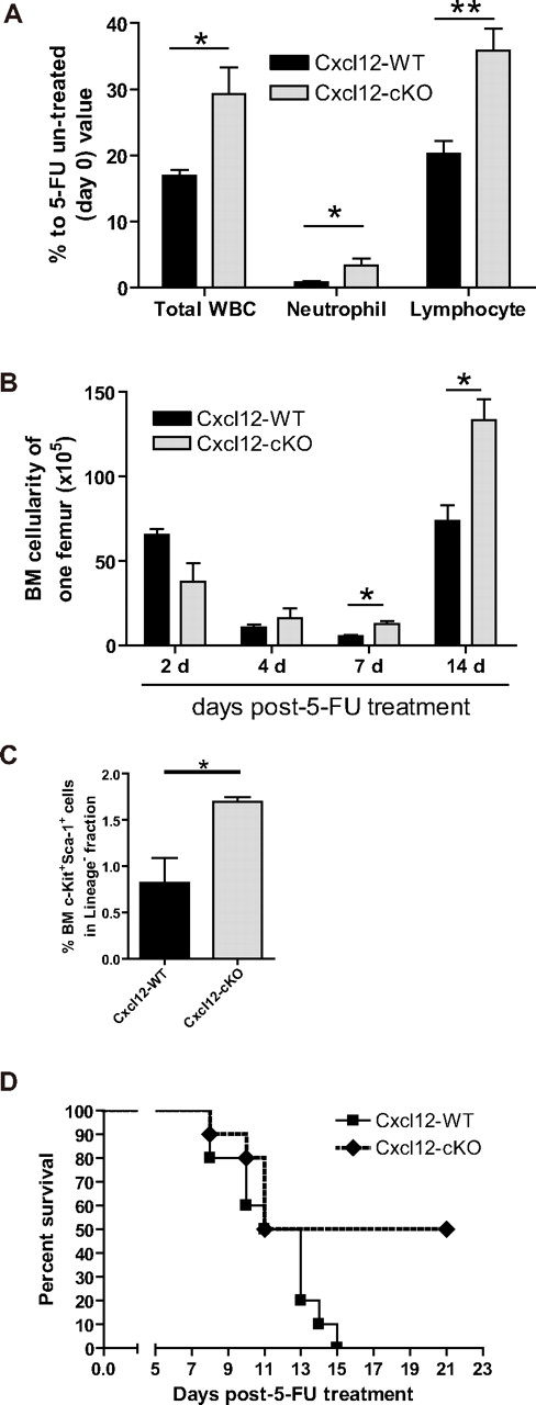 Figure 5. Loss of Cxcl12 results in faster hematologic re-establishment under 5-FU challenge in mice deficient in Cxcl12. (A) The peripheral blood profile 7 days after a single 5-FU treatment (200 mg/kg body weight) revealed that leukopenia was less severe in Cxcl12-cKO mice. Peripheral blood was collected at day 0 and day 7 after 5-FU treatment. WBC, neutrophil, and lymphocyte counts for individual mice were compared with their day-0 value (mean ± SEM; *P < .05, **P < .01; n = 8). (B) BM regeneration was demonstrated by BM cellularity recovery after 5-FU treatment. Bar graph shows the BM nucleated cells from one femur in each specific time point (mean ± SEM; *P < .05; each time point n = 3). (C) BM LSK cell population analysis in Cxcl12-WT and Cxcl12-cKO mice 7 days after 5-FU challenge (mean ± SEM; *P < .05; n = 4 each). (D) Kaplan-Meier survival curve (log rank test P = .0484; n = 10 each) for mice treated by a single lethal dose of 5-FU (500 mg/kg body weight).