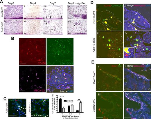 Figure 6. Loss of HSPC attachment to endosteal zone and ectopoic BM hematopoietic loci upon myelosuppression in Cxcl12-deficient mice. (A) Hematoxylin-eosin staining of BM section of Cxcl12-WT (i-iv) and Cxcl12-cKO (v-viii) mice at various time point after 5-FU treatment. Hematopoietic cell clusters from endosteal surface (arrow) or from perisinusoidal space (arrowhead) are indicated. The magnified pictures (iv,viii) show the ectopic site of BM regeneration in Cxcl12-cKO mice. Scale bar = 100 μm. (B) Representative figure of the regenerated perisinusoidal cell cluster in Cxcl12-cKO BM stained with CD150/CD41/CD48 and endothelial marker MECA-32. CD150+CD41−CD48− cells (red, arrow) were identified, and they were associated with CD150+CD41+CD8+ (yellow) and CD150−CD41+CD48+ (green) progenitors. Scale bar = 50 μm. (C) Four days after 5-FU treatment, CD45.2+Tie2+ HSCs (arrow) can be seen along the endosteal surface in Cxcl12-WT BM, but they were scattered in perisinusoidal region in Cxcl12-cKO BM. Dotted line indicates the endosteal surface. Scale bar = 50 μm. For statistics, CD45.2+Tie2+ cells per BM section were measured for their distance (in microns) to the nearest endosteal surface. The percentage in respect of such distance was analyzed and is presented in the right penal (mean ± SEM; **P < .005, ***P < .001; n = 4). (D) Representative figures of CD150/CD41/CD48/osteocalcin immunofluorescence on Cxcl12-WT (i-ii) and Cxcl12-cKO (iii-iv) BM at homeostatic state. The CD150+CD41−CD48− cells are indicated by arrow. The inset is the higher magnification for CD150+CD41−CD48− cells in Cxcl12-cKO samples. In Cxcl12-WT BM, some of them were associated with CD150−CD41+CD48+ and CD150+CD41+CD48+ progenitor cluster along the bone lining surface (white bracket), but in Cxcl12-cKO BM, these hematopoietic clusters were not detected. Scale bar = 50 μm; inset scale bar = 20 μm. (E) Immunostaining for cKit/Sca-1 combined with osteocalcin on Cxcl12-WT (i-ii) and Cxcl12-cKO (iii-iv) BM at homeostatic state. cKit+Sca-1+ cells (arrow) can be seen along the bone-lining surface, usually within a cKit+ cell cluster, but it was absent at bone-lining surface of Cxcl12-cKO samples. Scale bar = 50 μm.
