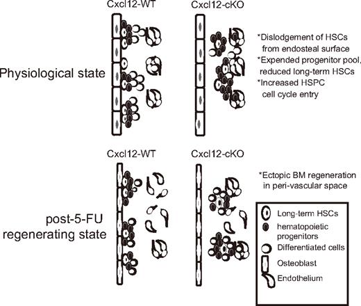 Figure 7. Summary of Cxcl12-deficiency phenotype in adult BM. Loss of Cxcl12 in adult BM resulted in expansion of hematopoietic progenitor pools accompanied with gradual loss of long-term HSCs and excessive cell-cycle entry. In Cxcl12-deficient BM, bone-adhering HSPCs were absent, suggesting a disruption of osteoblastic niche organization. The absence of hematopoiesis from osteoblastic niche was also evident as revealed by the finding that post–5-FU BM regeneration mostly occurred in perisinusoidal space rather than bone-lining surface in Cxcl12-cKO mice.