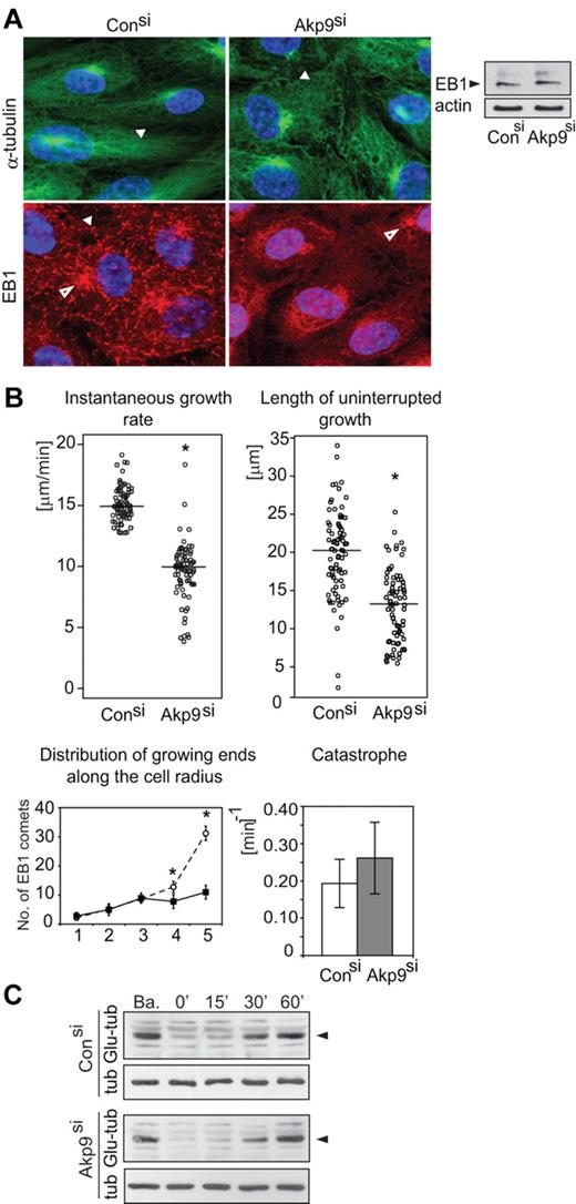 Figure 2. Defects in microtubule dynamics in AKAP9-depleted ECs. (A) HUVECs treated with control or AKAP9 siRNA were fixed and subjected to immunofluorescence microscopy using antibodies to α-tubulin or EB1. A radial network of α-tubulin positive MTs (arrowhead), EB1 as comets (arrowhead), and microtubule organizing center (MTOC, open arrowhead) were present in control siRNA-treated cells. MTs formed a disorganized network (arrowhead) in AKAP9 siRNA cells. EB1 was visible at the MTOC (open arrowhead), but appeared as dot-like structures (arrowhead) in the cytoplasm. Total EB1 levels were comparable in control and AKAP9 siRNA-treated cells, as assessed by Western blotting of cell lysates. Actin served as a loading control. (B) Live-cell analysis of GFP-EB1–transduced control and AKAP9 siRNA-treated cells. Instantaneous microtubule growth rate was calculated from the displacements of EB1-positive microtubule ends between successive frames. The length of uninterrupted growth represents the entire length of the GFP-EB1 tracks. Each data point represents the growth rate or length of a single microtubule. The horizontal bar represents the median value for 80 MTs analyzed in 10 cells per group from 3 independent experiments. Distribution of growing ends along the cell radius is calculated as the number of EB1 comets present in successive quadrants (numbered 1-5) from the centrosome to the cell periphery. Fifteen cells were analyzed. Catastrophe frequency is a measure of the number of MTs that failed to reach the cell periphery (defined as a 3-μm zone from the cell boundary) in a given time. N = 80 MTs in n = 10 cells per group collected from 3 independent experiments. *P < .05. (C) Lysates were prepared from control and AKAP9 siRNA cells under basal conditions (Ba) and following nocodazole treatment and subsequent washout for the indicated times in minutes. The level of Glu-tubulin was evaluated in Western blots. α-Tubulin (tub) served as a protein loading control. One of 3 representative experiments is shown.