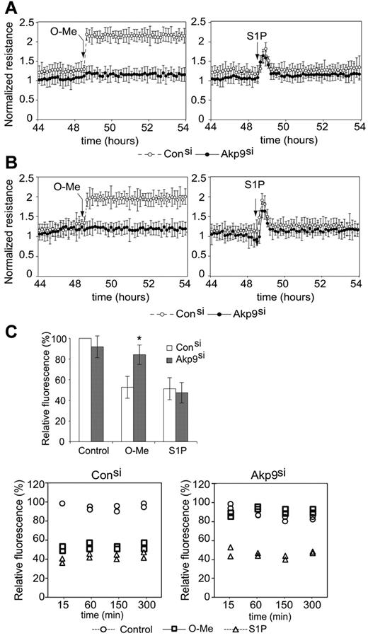 Figure 3. AKAP9-depleted cells display defects in Epac-induced enhancement of barrier properties. (A) TER of AKAP9 (Akp9si) and control (Consi) siRNA-treated HUVEC monolayers at baseline and following the addition of O-Me-cAMP (left panel) or S1P (right panel) at the times indicated by arrows. N = 5 experiments. (B) TER in HDMECs in response to indicated agonists. N = 3 experiments. In panels A and B, TER measurement was normalized to the resistance of the sample at time 0, which was taken 10 minutes following the addition of siRNA duplexes. Data points are average ± SD. TER data points at 45 hours and greater reflect the effects of AKAP9 silencing on resistance. AKAP9 silencing did not significantly affect basal permeability in HUVECs (A) or HDMECs (B). However, AKAP9-silenced cells fail to respond to O-Me-cAMP. (C) Top panel, dextran leakage across control siRNA and AKAP9 siRNA cell monolayers after 15 minutes of treatment with vehicle control, O-Me, or S1P (n = 3). Bottom panels, time course of dextran leakage in control (left) and AKAP9-silenced (right) cells following agonist treatment for the indicated times in minutes. One of 2 representative experiments is shown; the data represent 2 determinations (in duplicate wells) at each time point. Results are reported as a percentage of the value obtained with control siRNA at the 15-minute time point, which was set at 100%. *P < .05.