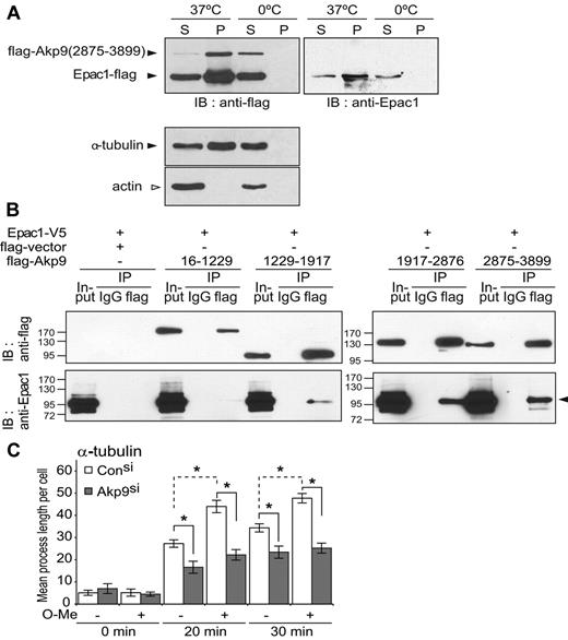 Figure 4. AKAP9 associates with Epac1 and MTs and is required for the Epac-induced increase in microtubule growth rate. (A) Cosedimentation of AKAP9 and Epac1 with MTs. Cell lysates of 293 cells transfected with flag-tagged construct of AKAP92875-3899 fragment and full-length Epac1 were placed on ice to depolymerize the MTs. Samples were incubated with GTP and taxol at 37°C or held on ice (0°C) (negative control). After centrifugation, the pellet sample containing polymerized MTs (P) and supernatants (S) was separated by SDS-PAGE followed by immunoblot analysis. Anti-flag antibody was used to detect Epac1 and AKAP9 (top left panel), and anti-Epac1 antibody was used to specifically identify Epac1 (right panel). Bottom panels, anti–α-tubulin versus β-actin identified the microtubule-enriched compartment (ie, tubulin positive but actin negative). Only the pellet sample at 37°C (P, 37°C) containing polymerized MTs (lacking actin) was enriched in AKAP9 and Epac1 compared with the supernatant (S, 37°C). The lower-molecular-weight anti–flag-band was confirmed to be Epac1, because it was immunoreactive with the anti-Epac1 antibody (right panel). (B) Coimmunoprecipitation of AKAP9 and Epac1. 293T cells were transfected with Epac1-V5 and flag-empty vector alone or the indicated flag-AKAP9 fragments. Lysates (Input) were immunoprecipitated (IP) with IgG control or anti-flag antibody and probed for the presence of AKAP9 and Epac by immunoblotting (IB) with anti-flag (top panel) or anti-Epac1 (bottom panel) antibodies. Epac coimmunoprecipitated only with AKAP92875-3899 and AKAP91917-2876, and weakly with AKAP91229-1917. For panels A and B, 1 of 3 representative experiments is shown. (C) Microtubule regrowth following nocodazole-induced depolymerization. Control (Con) and AKAP9 siRNA (Akp9)–treated HUVECs were incubated with nocodazole on ice and microtubule regrowth was quantified 20 and 30 minutes after nocodazole washout in normal (−) or O-Me-cAMP (O-Me) (+) supplemented medium at 37°C. Cells were stained for α-tubulin and the length of the MTs was determined. *P < .05. n = 3 independent experiments.