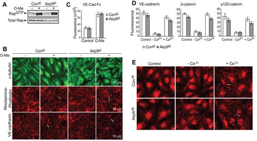 Figure 5. AKAP9 depletion does not affect Rap activation, VE-cadherin adhesion, or organization of cortical actin. Control and AKAP9 (Akp9) siRNA HUVECs were evaluated for Rap1 GTPase activity (A); microtubule distribution, actin organization, and VE-cadherin linearity at junctions (B); and VE-cadherin homophilic interactions (C), following 20 minutes of treatment with vehicle control (−) or O-Me-cAMP (+). (A) Cell lysates were subjected to pull-down assays to detect active Rap1 (Rap1GTP). O-Me-cAMP similarly enhanced Rap activation in both control and AKAP9 siRNA-treated monolayers. Western blot of total Rap1 (total Rap) shows equivalent levels of Rap1 GTPase in all samples. (B) Cells were fixed and stained for microtubule (α-tubulin), actin (rhodamine-phalloidin) or VE-cadherin. O-Me-cAMP treatment of control siRNA cells resulted in microtubule extension to the periphery of the cell (*) compared with vehicle-treated cells following O-Me-cAMP treatment, while the MTs in AKAP9-silenced cells were disorganized under either condition. In contrast, AKAP9 silencing had no effect on the ability of O-Me-cAMP to increase cortical actin bundles (arrow, middle panels) or to enhance the linearity of VE-cadherin staining (arrow, bottom panel). Scale bar = 10 μm. (C) Vybrant CFDA-labeled cells were plated on VE-cadherin Fc-coated dishes without (Control) or with O-Me-cAMP (O-Me) treatment, and cell adhesion was quantified by fluorometric analysis. (D) Analysis of de novo AJ formation. Cells were cultured in complete medium (Control), placed in low-Ca2+ medium (−Ca2+), and then in medium replenished with Ca2+ (+Ca2+). Cell samples were fixed at these different phases and immunostained for VE-cadherin, β-catenin, or p120 as indicated, and fluorescence intensity at junctions was determined. (E) Analysis of dynein distribution. Control and AKAP9 siRNA cells were subjected to the Ca2+ switch assay, as described in panel D, and stained for dynein. Dynein was initially absent at the junctions of cells, but similarly appeared at cell-cell contacts (arrow) of control and AKAP9 siRNA cells following Ca2+ replenishment (+Ca2+). n = 3 for experiments in panels A through E.