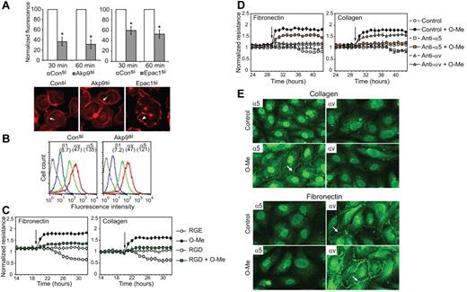 Figure 6. AKAP9 is required for integrin-mediated adhesion, and Epac increases barrier properties through RGD-binding integrins at lateral cell borders. (A) Fluorescently labeled control siRNA, AKAP9 siRNA, or Epac1siRNA transfected cells were incubated on RGD-coated plates and cell adhesion was quantified by fluorometric analysis. Data, averaged from 3 experiments, are plotted relative to control siRNA (set at 100%). P < .005. Cells were stained with rhodamine-phalloidin to visualize actin. Actin was present in a cortical ring (arrow, Consi and AKAPsi) or membrane edge (arrowhead, Epacsi). (B) Control and AKAP9 siRNA-treated cells were stained with antibody to β1 (blue), αv (green), or α5 (red) and analyzed by flow cytometry; mean fluorescence intensities for each are in brackets. Data using isotype IgG are shown in black. One of 2 representative experiments is shown. (C-D) HUVECs were plated on fibronectin or collagen type IV. TER was evaluated in HUVECs treated with RGD or control (RGE) peptides (C) or functional blocking integrin antibodies (D) 1 hour before the addition of vehicle control or O-Me-cAMP (O-Me) at the time points indicated by the arrows. RGD treatment decreased basal permeability over time and reduced O-Me-cAMP-induced enhancement of barrier properties compared with RGE peptide treatment. αv antibody attenuated O-Me-cAMP-induced effects on cells plated on fibronectin, while α5 antibody blocked O-Me-cAMP effects on collagen. n = 3-5 experiments. (E) ECs plated on collagen (top panels) or fibronectin (bottom panels) were stimulated with vehicle control (Control) or O-Me-cAMP (O-Me) and stained with antibody to α5 or αv. α5 and αv were absent at lateral borders of cells plated on collagen, but α5 appeared at cell-cell contacts (arrow) following O-Me-cAMP treatment. αv was present at cell-cell contacts of cells plated on fibronectin (arrow) and increased there after O-Me-cAMP treatment (arrow), while α5 remained absent even after O-Me-cAMP stimulation. One of 2 representative experiments is shown.