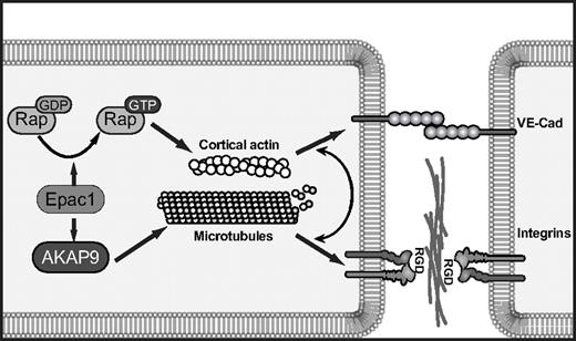 Figure 7. Model of cAMP/Epac1-induced endothelial barrier function requiring integrins. cAMP activation of Epac1 triggers 2 pathways: Epac mediates GTP-loading of Rap GTPases, which promotes cortical actin and VE-cadherin-induced cell-cell adhesion, and Epac activation of AKAP9 promotes microtubule growth. This pathway drives integrin adhesion at cell-cell borders. The coordinated function of VE-cadherin and integrins at junctional sites enhances endothelial cell barrier properties in response to cAMP-mediated activation of Epac.