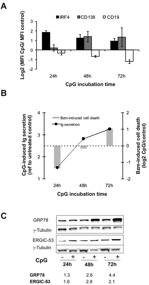 Figure 4. Plasma-cell differentiation and bortezomib sensitivity. HBL2-PT cells were treated for the times indicated with CpG ODN 2006. (A) Expression of CD19, CD138, and IRF4 was measured by flow cytometry. Triplicates and SD from 3 independent experiments are shown. (B) Detection of λ light chain by sandwich ELISA represented as the ratio between CpG-stimulated and unstimulated cells. Cell death in cells treated with 2.5nM bortezomib for 20 hours in the presence or absence of CpG was measured by flow cytometry using MitoTracker, and is shown as the ratio between CpG-stimulated and unstimulated cells. A representative experiment of 3 is shown. (C) Induction of ER-resident chaperones assessed by Western blotting in RIPA lysates using γ-tubulin for loading normalization. Densitometry measurements are given for the ratio between CpG-stimulated and unstimulated cells.