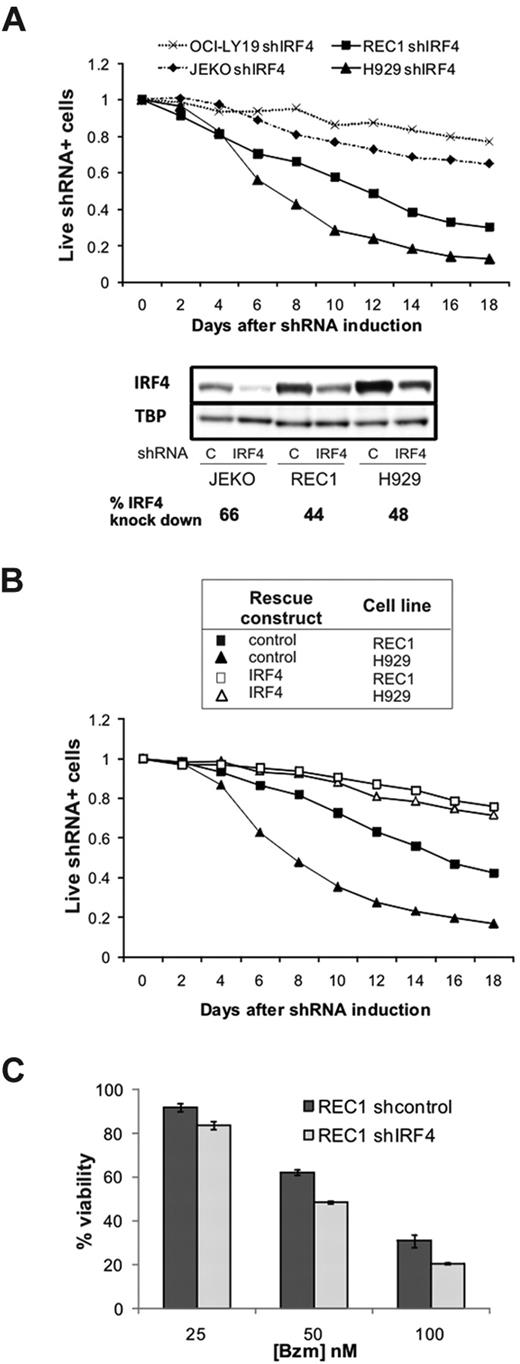 Figure 5. Addiction to IRF4 in MCL cells. (A) The MCL (JEKO and REC1), MM (H929), and GCB-DLBCL (OCI-LY19) cell lines were retrovirally transfected with a doxycycline-inducible, IRF4-targeting shRNA plasmid containing GFP. shRNA expression was induced by the addition of doxycycline (50 ng/mL) starting on day 0. The percentage of GFP+ cells was monitored by flow cytometry as a measure of live cells expressing shIRF4, and normalized to baseline (day 0). Four days after the addition of doxycycline, IRF4 knockdown was assessed by Western blot, normalized to TBP, and expressed as the ratio between cells transduced with shcontrol and shIRF4. (B) Expression of IRF4 coding region (open symbols) or the corresponding empty vector (black symbols) in REC1 (squares) and H929 (triangles) cells also transfected with shIRF4. Induction of shRNA expression and monitoring of transfected cells was as in (A). (C) REC1 cells expressing shcontrol or shIRF4 were selected with puromycin and induced for 4 days with doxycycline. After 24 hours with increasing bortezomib (Bzm) doses, cytotoxicity was analyzed by MTT.
