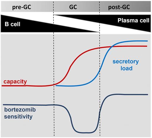 Figure 7. A model for bortezomib resistance in MCL. Bortezomib sensitivity is shown as a function of secretory load relative to the capacity of a cell to deal with protein load. Bortezomib-resistant MCL cells progressing in differentiation through the GC acquire a plasmacytic phenotype that increases their capacity to deal with the protein load. In the absence of increased protein synthesis, this confers a survival advantage during proteasome inhibition. In fully differentiated plasma cells, the secretory load increases and sensitizes these cells to bortezomib.