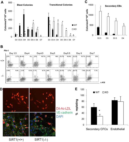 Figure 1. Blast cell colony development from WT (SIRT1+/+) and SIRT1-deficient (SIRT1−/−) ESCs. (A) Kinetics of blast and transitional colony development in SIRT1+/+ and SIRT1−/− EBs. Data are shown as mean ± SD. N = 3; *P < .01. Days (D) of differentiation are indicated. Δ = no colony grown. (B) fluorescence-activated cell sorting analysis of Flk1 and c-Kit expression on SIRT1+/+ and SIRT1−/− EB-derived cells. Days of differentiation are indicated. Numbers in each quadrant represent the percent of total population in each fraction. (C) Secondary EB colonies generated by SIRT1+/+ and SIRT1−/− EB cells. Days of differentiation are indicated. Data are shown as mean ± SD. N = 3; *P < .01. (D) Immunostaining and Dil-Ac-LDL uptake of adhesive cells generated from a single blast colony from SIRT1+/+ and SIRT1−/− EB-derived cells. VE-cadherin expression is indicated by green fluorescence and LDL uptake by red fluorescence. (E) Evaluation of the hematopoietic and endothelial potentials of BL-CFCs. The number of colonies that yielded secondary CFCs or adherent endothelial cells is divided by the total number of replated colonies. Bars represent SEM number from at least 3 experiments; *P < .01.