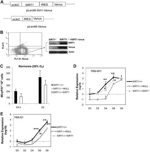 Figure 6. Ectopic expression of exogenous SIRT1 in SIRT1−/− ESCs. (A) Diagram of pLenti6-SIRT1-Venus lentiviral vector. (B) Transfected SIRT1−/− ESCs were sorted, and expression of SIRT1 protein was determined by Western blotting. (C) Number of primitive erythroid colonies generated by day 4.5 and day 5 SIRT1+/+, SIRT1−/− ESCs. (D-E) qRT-PCR analysis of mRNA levels of embryonic globin (Hbb-bh1) and adult globin (Hbb-b1) in day (D) 0-8 SIRT1+/+, SIRT1−/− plus null and SIRT1−/− +SIRT1 venus EBs. Data represent fold changes in EBs, relative to SIRT1+/+ D0 control and comparison between SIRT1+/+, SIRT1−/− plus null, and SIRT1−/− plus SIRT1 EBs at each time point. Results are average of 3 independent experiments. Each data point denotes 6 biological replicates; *P < .05; **P < .01; ***P < .001.
