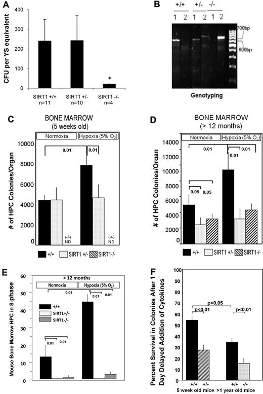 Figure 7. Hematopoietic progenitor cell colony forming assay from yolk sac and bone marrow of SIRT1+/+, SIRT1+/−, and SIRT1−/− mice. (A) Primitive erythroid colony formation from yolk sac (YS) cells generated from E8 to E8.25 SIRT1+/+, SIRT+/−, and SIRT1−/− embryos (SIRT1+/+, n = 11; heterozygous, n = 10; SIRT1−/−, n = 4) were grown in methylcellulose-based medium. Data are shown as mean ± SD; *P < .01. (B) PCR shows the genotyping of SIRT1 mutant embryos. The primers are: forward-5′-TCCTTGCCACAGTCACTCAC-3′, reverse for wild-type 5′-CATCTAAACTTTGTTGGCTGC-3′, reverse for deletion 5′-ACAGTCCCATTCCCATACC-3′. (C) Hematopoietic progenitor cell colony formation from bone marrow of 5-week-old SIRT1 heterozygote (SIRT1+/−) or wild-type controls (SIRT1+/+) under normoxia (20% O2) and 5% O2 conditions. Data are shown as mean ± SD; *P < .01; ND = SIRT1−/− cells were not available for use and were not done. (D) Hematopoietic progenitor cell colony formation from bone marrow of 12-month-old SIRT1 heterozygote (SIRT1+/−) or homozygote (SIRT1−/−) null mice or from wild-type controls (SIRT1+/+) under normoxia (20% O2) or 5% O2 conditions. (E) Cycling status of mouse bone marrow progenitor cells generated from 12-month-old SIRT1+/+, SIRT1+/−, and SIRT1−/− mice under normoxia (20% O2) and 5% O2 conditions. This shows percent progenitors in DNA synthesis (S-phase) as determined by high specific activity tritiated thymidine kill technique.23 P values were calculated with Student t test. ND = not done. Data are the average of 3-5 mice/group. (F) Survival of hematopoietic progenitor cells in vitro after 1 day delayed addition of cytokines as denoted by decreased colony formation. Results are expressed as mean ± ISEM for 4-5 mice per group.