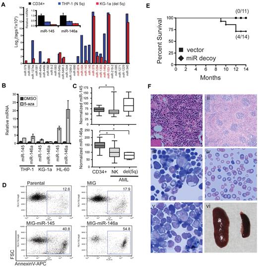 Figure 5. Reduced expression of miR-145 and miR-146a results in myelodysplastic/myeloproliferative features. (A) miRNA tag counts (log2) are shown for 2 cell lines, one with a chromosome 5q deletion (KG-1a) and one diploid at chromosome 5q (THP-1). (Inset) Relative levels of miR-145 and miR-146a were determined by quantitative PCR in human CD34+ cells (n = 3), KG-1a, and THP-1 cells. (B) KG-1a, THP-1, and HL-60 cells were treated with 10μM 5-azacytadine (5-aza) or dimethyl sulfoxide (DMSO) for 48 hours. Expression of miR-145 and miR-146a was evaluated by quantitative reverse transcription PCR and shown relative to DMSO after normalization to 5S. (C) miR-145 (top) and miR-146a (bottom) expression levels are shown for CD34+ marrow cells isolated from patients with AML with a NK (n = 54) or deletion of chr 5q (del 5q; n = 4). As controls, CD34+ cells were evaluated from nondiseased persons (n = 11). Data are adapted from published microarray data (E-TABM-970 and E-TABM-405). Normalized expression levels are visualized as box-and-whisker plots. (D) HL-60 cells were retrovirally transduced with empty vector (MIG), miR-145, or miR-146a. Transduced cells were isolated by fluorescence-activated cell sorting and analyzed for Annexin V binding after 1 week in culture. Shown is a representative analysis from 2 independent transductions. Gating strategy is provided in supplemental Figure 2. (E) Kaplan-Meier survival curves for mice reconstituted with marrow transduced with vector (n = 11) or miR-145/miR-146a decoy (n = 15) from 3 independent transplants. (F) Hematoxylin and eosin–stained femur (i) and spleen (ii) sections from a myeloproliferative-like diseased mouse. Wright-Giemsa–stained bone marrow cytospins (iii-v) and blood smears (iv) from a bone marrow failure mouse (iii-iv) and a leukemic mouse (v). Spleen image was obtained at time of death from a leukemic mouse (587 mg) and compared with a spleen from a control mouse (100 mg; vi).
