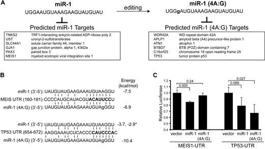 Figure 6. Editing of miR-1 occurs within the seed region and affects binding to mRNA targets. (A) Nucleotide modification at position 4 is shown for miR-1. An adenine to guanine (A:G) change was observed in UT-7, representing 23 of 2306 total miR-1 reads (Table 4). The effect of A:G edit at position 4 (4A:G) on mRNA target specificity is illustrated by comparing select miR-1 and miR-1 (4A:G) targets. The predicted targets for miR-1 (4A:G) are entirely different compared with the unedited miR-1. (B) Shown is a sequence alignment of miR-1 (wild-type and edited) and its binding sites in the 3′-UTR of MEIS1 (position 160-181) and TP53 (position 654-672). The miRNA-mRNA binding energy score (in kcal/mol) was determined for each pairing and shown on the right. The * indicates the binding energy score for a second miR-1 binding site in the TP53 UTR (position 689-698). (C) Luciferase activity was measured for MEIS1-UTR and TP53-UTR luciferase reporters in the presence of miR-1, miR-1 (4A:G), or vector control. Shown are relative values of 2 independent experiments performed in triplicate.