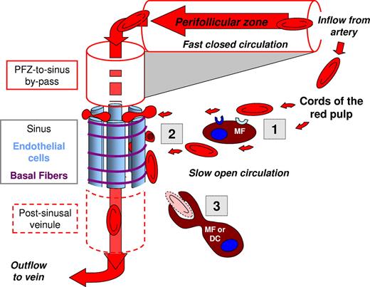 Figure 1. The splenon the functional unit of splenic RBC filtration. Blood flow is from top right to bottom left and may follow 2 parallel paths. The fast and closed circulation flows from splenic artery to central arterioles and their branches, then through the perifollicular zone (PFZ), PFZ-to-sinus by-passes, sinus lumens, postsinusal veinules that join into the splenic vein, and accounts for 80%-90% of the splenic blood flow. The slow open circulation has at least 2 specificities: (i) a microcirculatory structure devoid of endothelial cells where cord macrophages, and reticular cells survey the slowly migrating blood cells and (ii) narrow and short interendothelial slits in the sinus wall that RBC must cross to get back to the general circulation. The splenon displays analogies and differences with the nephron (see text). Schematically, the filtering function of the spleen can be divided in 3 successive steps. The “prefiltration step” (1) corresponds to the close contacts between RBCs and macrophages in the cords. RBC retention during this step is putatively triggered by ligand-receptor interactions, including direct recognition of RBC surface alterations and opsonization. The “filtration” step (2) corresponds to the crossing of interendothelial slits. RBC retention here is triggered by mechanical alterations. Undeformable bodies can also be extracted from RBCs in a process called pitting. The “postfiltration” step (3) corresponds to the modifications and processing of retained RBCs. Both the prefiltration and postfiltration steps potentially result in the phagocytosis of abnormal, decorated, or opsonized RBCs. Phagocytosis of parasitized RBCs is an initial step of antigen presentation to immune cells, thereby connecting filtration to the antigen-specific response.