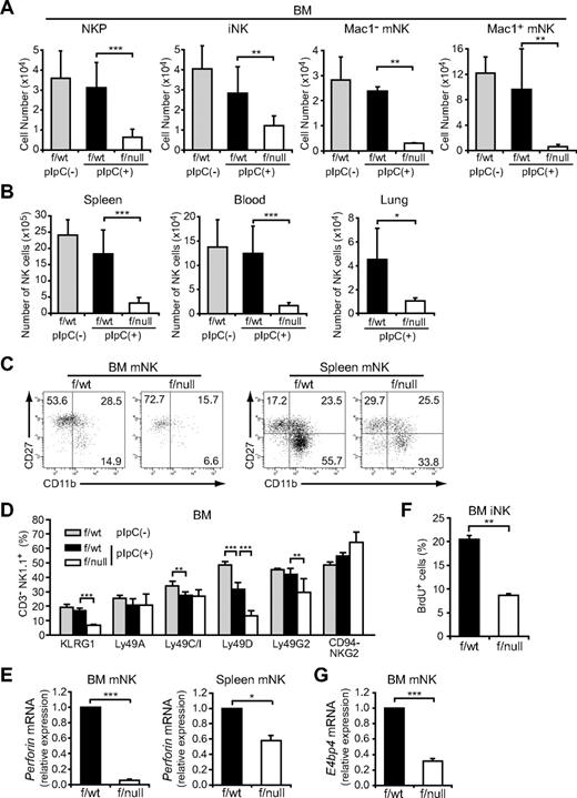 Figure 2. The severe developmental defect of NK cells in CXCR4 conditionally deficient mice. (A-D) Flow cytometric analysis of the numbers of Lin− (TER119−Mac-1−Gr-1− CD3−CD4−CD8−) NK1.1−DX5−CD122+ NKPs, CD3−NK1.1+DX5− iNKs, and Mac-1− and Mac-1+ subsets of CD3−NK1.1+DX5+ mNKs in the bone marrow (2 femurs and tibiae) (A), and CD3−NK1.1+DX5+ mNKs in spleen, lung, and peripheral blood (B) from untreated MxCre/CXCR4f/wt, pIpC-treated MxCre/CXCR4f/wt, or MxCre/CXCR4f/null mice; n = 4. (C) Immunofluorescent profiles of NK cells. Gated CD3−NK1.1+DX5+ are analyzed for the expression of Mac-1 and CD27. (D) Flow cytometric analysis of the frequencies of bone marrow CD3−NK1.1+ NK cells expressing KLRG1, Ly49A, C/I, D, G2, or CD94/NKG2; n = 4. (E,G) Quantitative RT-PCR analysis of mRNA expression of Perforin in CD3−NK1.1+DX5+ mNKs in the bone marrow and spleen (E) and E4BP4 in mNKs in the bone marrow (G) from pIpC-treated MxCre/CXCR4f/wt or MxCre/CXCR4f/null mice. Results are expressed as fold difference compared with the levels found in samples from MxCre/CXCR4f/wt mice (GAPDH normalization); n = 3. (F) BrdU was administered over a 3-day period. The frequencies of CD3−NK1.1+DX5− iNKs incorporated BrdU over this period were analyzed by flow cytometry; n = 3. *P < .05. **P < .01. ***P < .001.