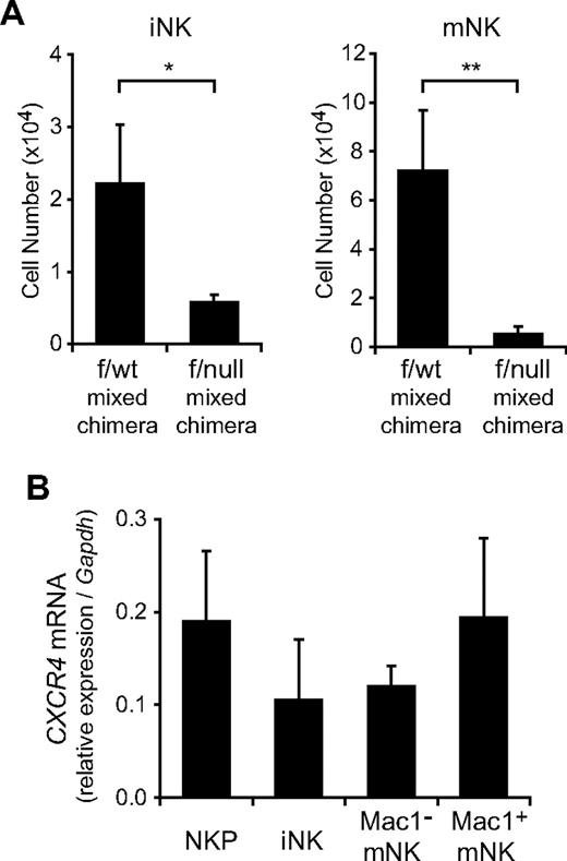 Figure 4. The developmental defect of NK cells in CXCR4 conditionally deficient mice is cell-intrinsic. Ly5.2+/Ly5.1− bone marrow cells from MxCre/CXCR4f/wt or MxCre/CXCR4f/null mice were mixed with Ly5.2−/Ly5.1+ wild-type bone marrow cells and transplanted into lethally irradiated normal Ly5.2−/Ly5.1+ wild-type recipients. At 12 weeks after transplantation, mice were treated with pIpC. At 15 week after final pIpC treatment, recipient mice were analyzed by flow cytometry. (A) The numbers of donor-derived Ly5.2+CD3−NK1.1+DX5− iNKs and Ly5.2+CD3−NK1.1+DX5+ mNKs; n = 4. *P < .05. **P < .01. (B) Quantitative RT-PCR analysis of mRNA expression of CXCR4 in NKPs, CD3−NK1.1+DX5− iNKs, and CD3−NK1.1+DX5+ mNKs in the bone marrow from wild-type mice. Data are normalized to GAPDH levels; n = 3.