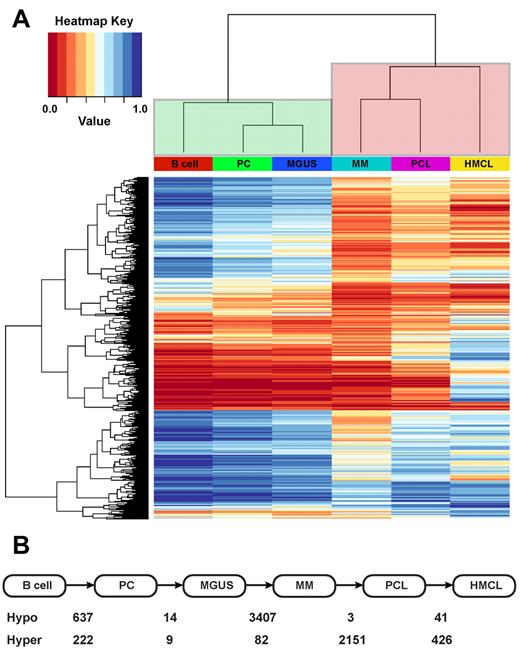 Figure 2. DNA methylation distinguishes malignant from nonmalignant phenotypes in myeloma. (A) Hierarchical clustering of overall methylation in cell types can distinguish premalignant (green clade) and malignant phenotypes (red clade). (B) The number of probes differentially methylated in sequential steps of myeloma pathogenesis. Hypo indicates hypomethylated; hyper, hypermethylated at transition.