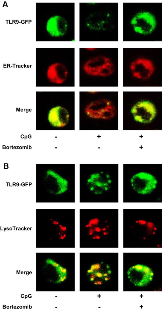 Figure 5. Bortezomib inhibits the trafficking of TLR9 from the ER to endolysosomes induced by CpG ODN. The mouse B-cell line M12 expressing TLR9-GFP was cultured in the absence or presence of 30nM bortezomib for 1 hour and cultured with ODN1668 in the absence or presence of bortezomib for 2 hours. ER-Tracker (A) and LysoTracker (B) were added during the last 30 minutes. The cells were observed by confocal microscopy. The data are representative of 4 experiments.