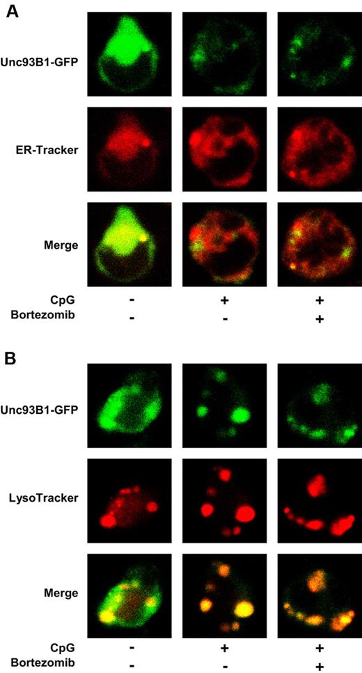 Figure 6. Bortezomib does not inhibit the trafficking of Unc93B1 from the ER to endolysosomes induced by CpG ODN. M12 expressing Unc93B1-GFP was cultured in the absence or presence of 30nM bortezomib for 1 hour and cultured with 0.5μM ODN1668 in the absence or presence of bortezomib for 2 hours. ER-Tracker (A) and LysoTracker (B) were added during the last 30 minutes. The cells were observed by confocal microscopy. The data are representative of 4 experiments.